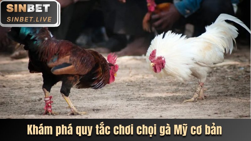 kham pha quy tac choi choi ga my co ban