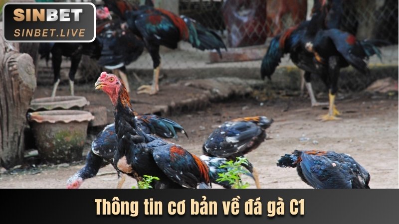 thong tin co ban ve da ga c1