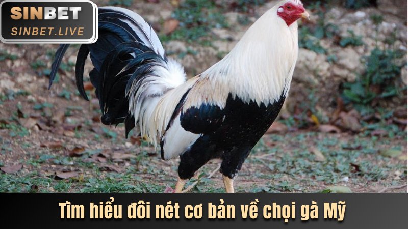 tim hieu doi net co ban ve choi ga my