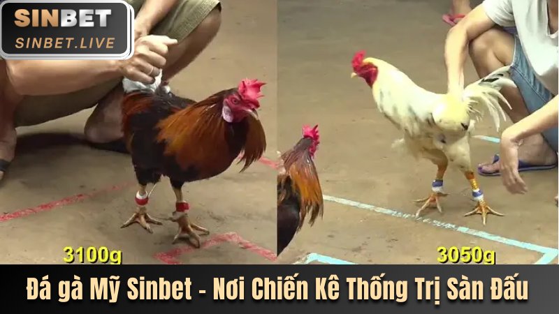 Đá Gà Mỹ Sinbet